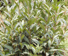 A tea bush with large, long leaves.