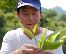 Tea master Wang Xi Qun holding fresh tea leaves.