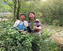 Zhuping and Mrs. Pei Hongfeng together in the tea garden, smiling.