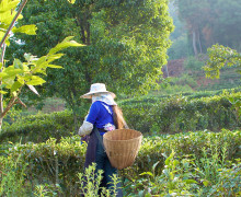 Tea picker in Yunnan