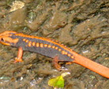 A colorful orange and black newt from the Jinggu tea growing region.