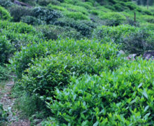 Heirloom cultivar Tongmu tea bushes growing in the garden.