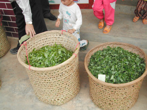 Dan cong wulong carried back from the field.