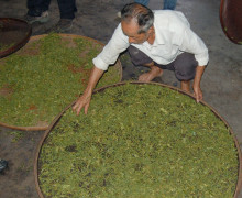 Tea master carefully moving teas on to bamboo trays to get ready for kneading and roasting the tea leaves in to their long, twisted shape.