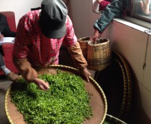 A person inspecting a flat bamboo tray full of fresh leaves while tea pickers wait to hand more baskets of fresh leaves in through the window.