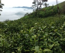 Mogan organic tea garden in Zhejiang Province.