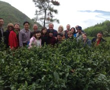 A group of people standing together amont the tea bushes on top of Moganshan.