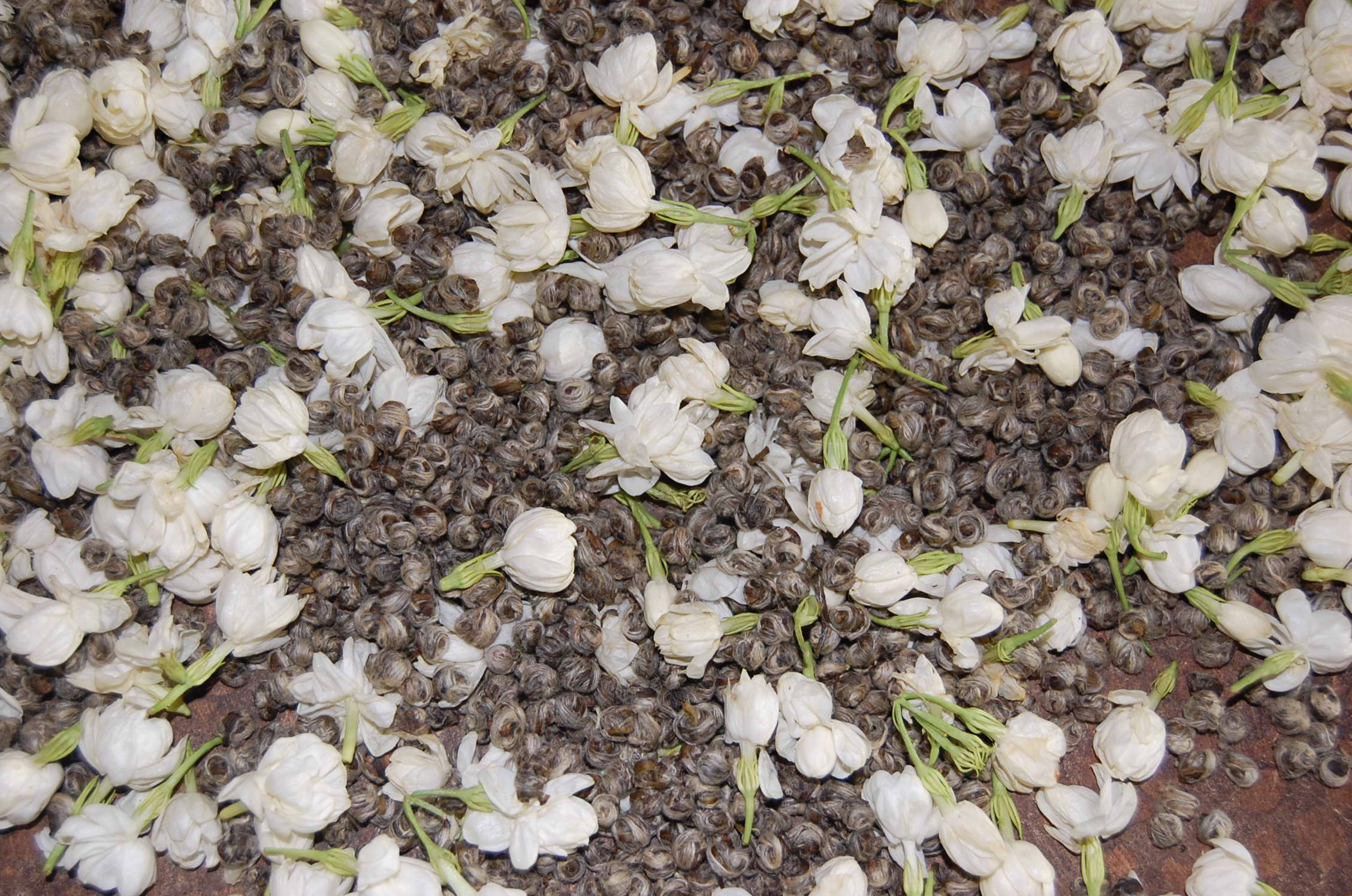 White jasmine flowers scattered over a pile of Jasmine Pearls tea rolled into small balls.