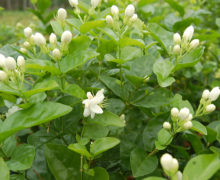 Jasmine buds and flowers growing on the tips of leafy stems.