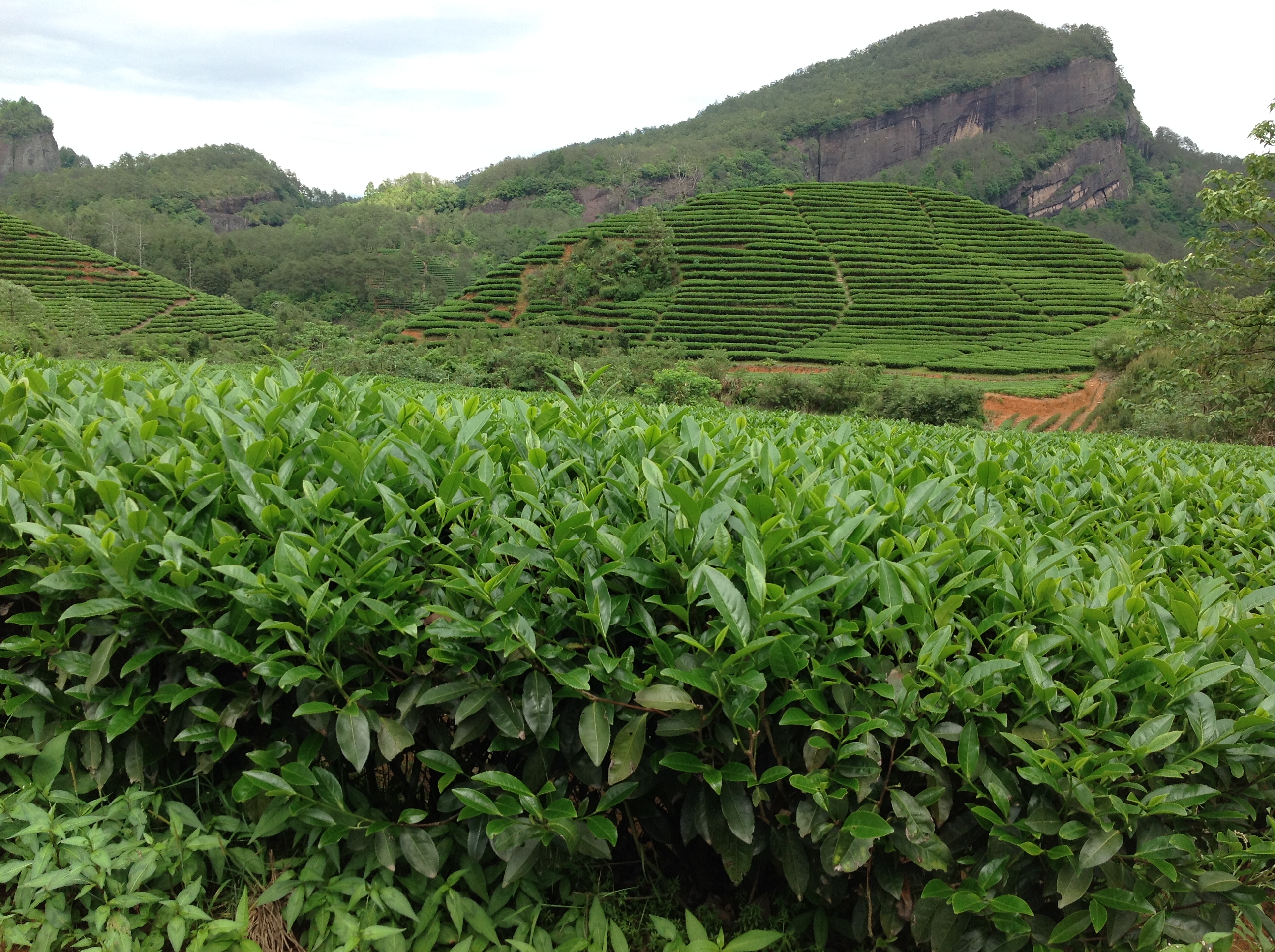 A bank of lush Shuixian tea bushes, with green hills covered in rows of more bushes in the background.