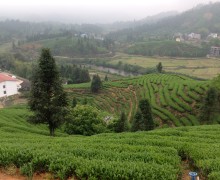 A misty Shuixian (Narcissus) wulong tea garden with rows of bushes and a few trees.