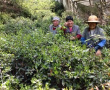Three elderly people in the tea garden, harvesting Guzhu Zisun.