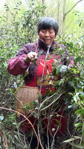 Tea master Mrs. Pei Wen Feng