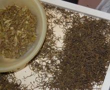 The yellow, untwisted teas and stems are ground up and sold to tea companies who make tea bags.