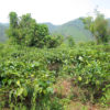 Yunnan large leaf tea trees that Jin Kong Que Golden Peacock is made from