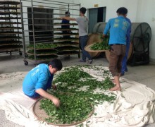 A few people moving Iron Monk tea leaves from a large cloth tarp onto smaller round bamboo trays and stacking them on racks.