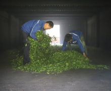 Two people spreading a huge pile of leaves out on the bamboo floor of the smokehouse indoors.