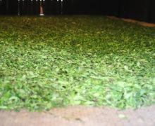 Withering green leaves spread out thin on a bamboo floor indoors.
