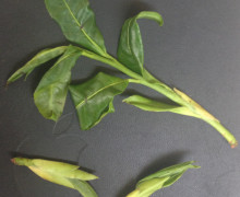 A few Camellia taliensis fresh leaves and buds on the table.