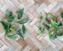 Small piles of fresh tea leaves and buds on a woven bamboo mat.