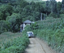A car going down a greenery-lined dirt road toward the building that houses the tea factory.