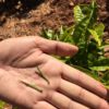 A hand holding two skinny tea buds for Jinya (Yunnan Golden Buds) in front of a tea bush in the garden.