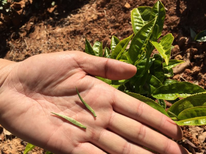 A hand holding two skinny tea buds for Jinya (Yunnan Golden Buds) in front of a tea bush in the garden.