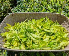 a basket of bright yellow-green leaves from the Bai Ji Guan tea bush right after harvest in Wuyi Mountain, Fujian Province, China.