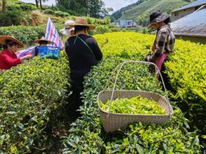 A group of 4 people harvesting the Bai Ji Guan leaves by hand.