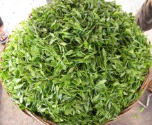 Early spring teas will be made in to green tea to be stored in a cold warehouse until fresh flowers are ready for scenting.