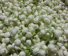 "Tiger's palm" unopened jasmine flowers for scenting tea.