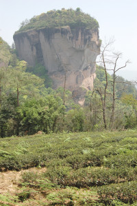 Big Red Robe Tea Garden