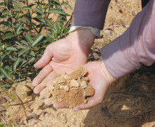 Rock Wulong tea soil