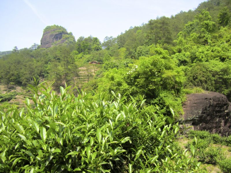 Rock wulong tea bush must grow in this specific geographic environment.