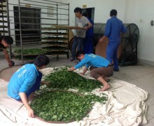 Transferring tea leaves on to bamboo trays