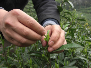 Close view of two hands plucking a Junshan Yinzhen tea bud from the bush.