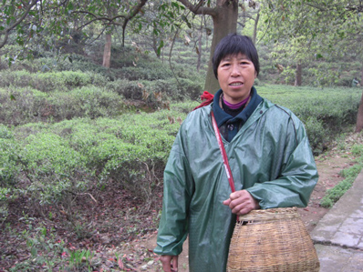 A tea picker stands near tea bushes used to make Junshan Yinzhen.