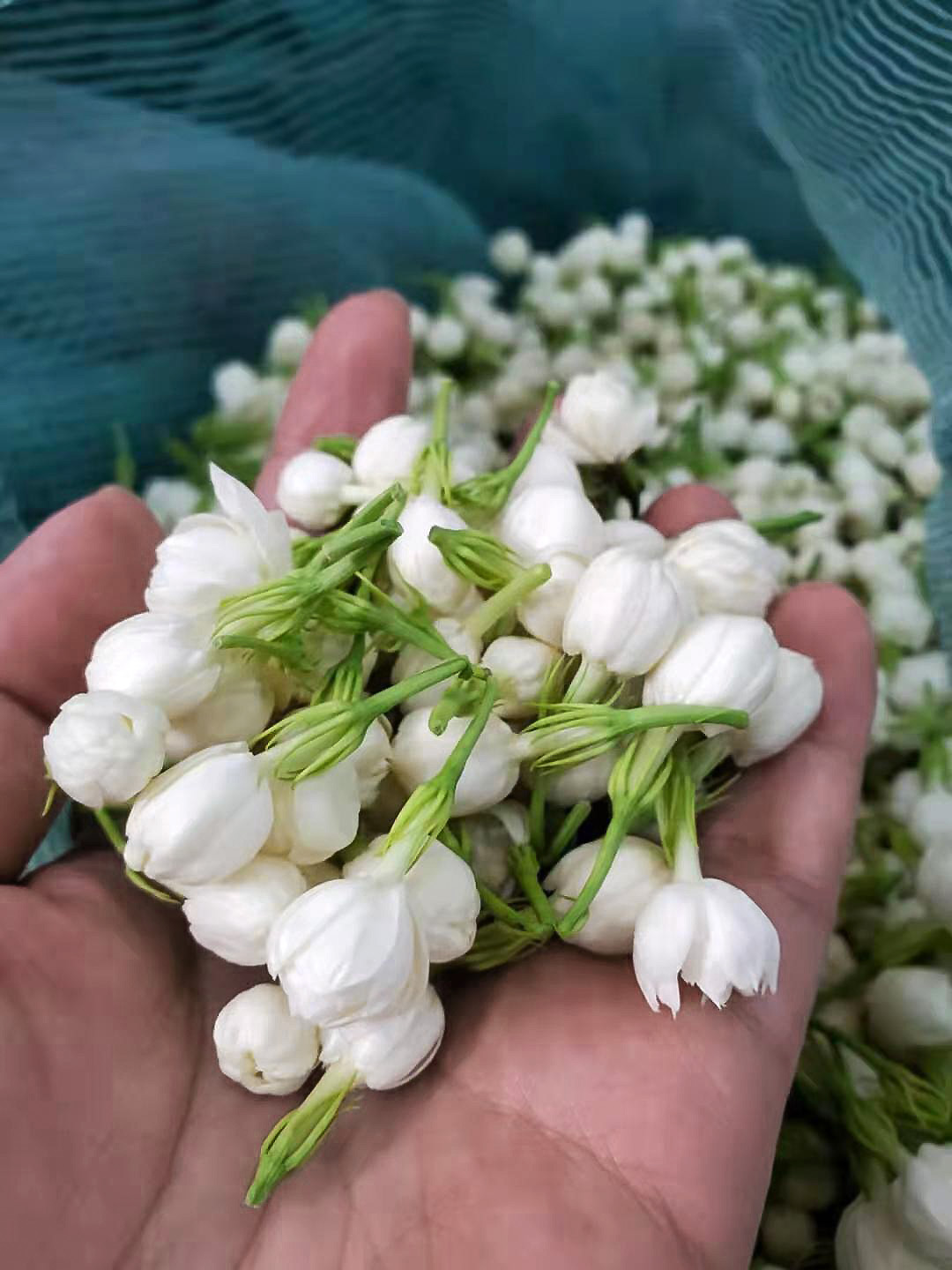 A close shot of fresh white jasmine flowers held in someones palm. Used for scenting jasmine green tea. 2021.
