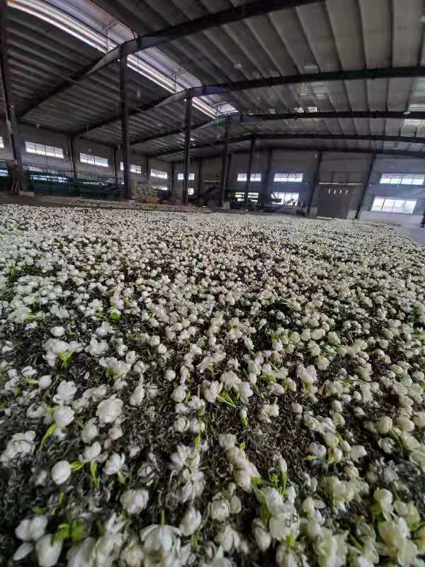 A large, flattened pile of green tea sprinkled with fresh jasmine flowers on top in a huge warehouse with an arching roof. 2021.