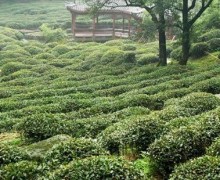 Early spring Meng Ding organic tea garden