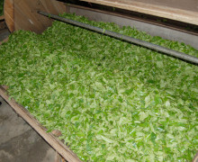 Natural oxidation process of Dan Cong wulong teas included using a wood rolling machine.