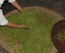 Spreading wet tea leaves after the kneading machine twists the tea.