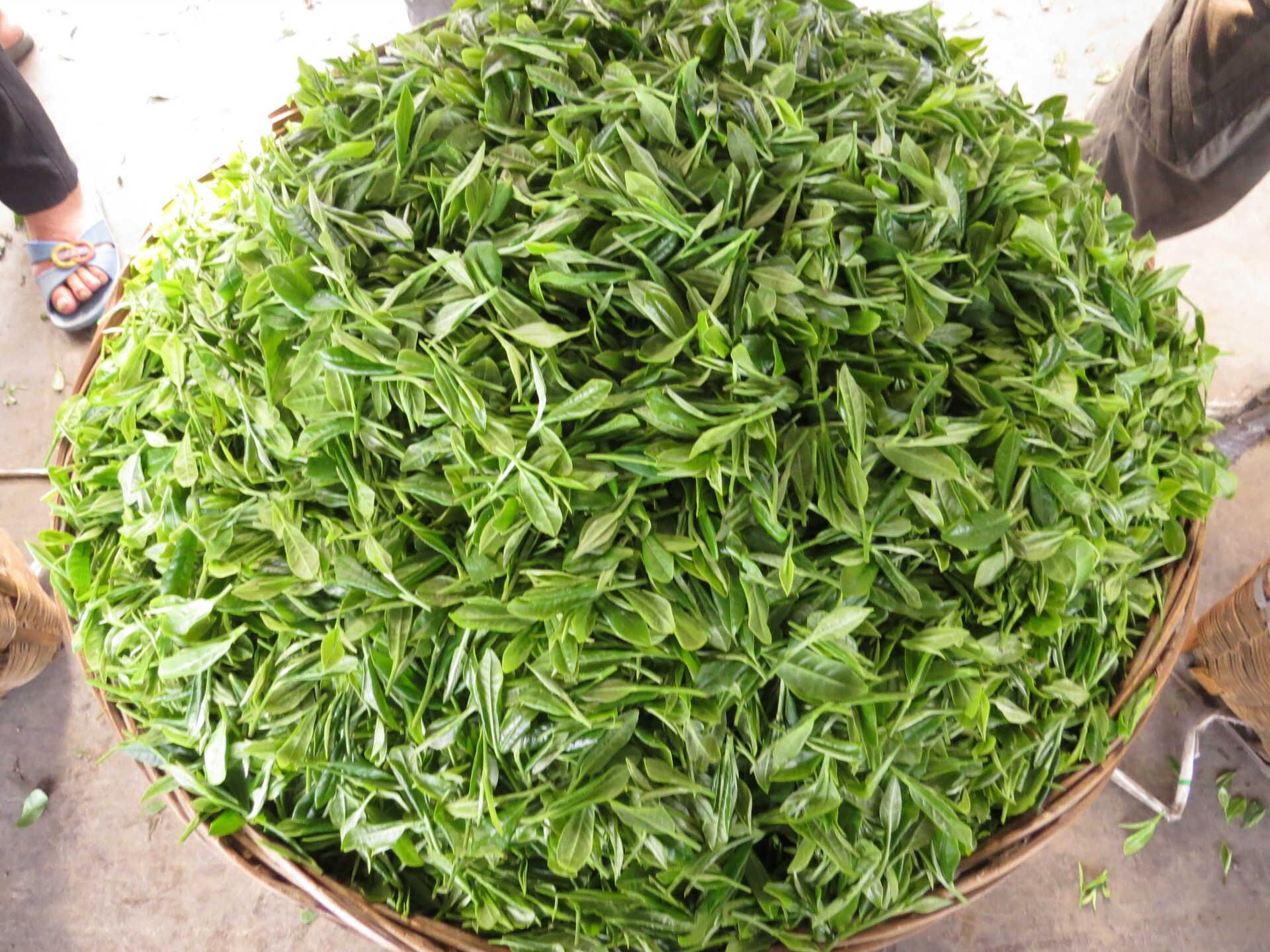 Bi Tan Piao Xue (Snow Drop Jasmine) - 25 g