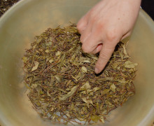 Yellow, untwisted leaves and stems are ground and sold to tea bag companies.