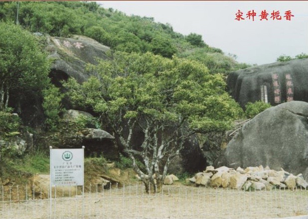 An old photograph of a large tea tree, the Huang Zhi Xiang (Yellow Sprig) mother bush.