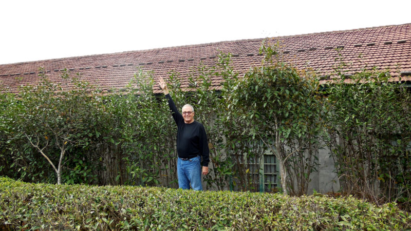 Since the 1960s, these Dabai (Big White), Dahao (Big Hair), Quntizhong (Heirloom Tea Bush) tea bushes have not been pruned and left to grow naturally as part of a government initiative. Austin stood next to the bushes to demonstrate how tall they are.