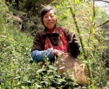 A smiling older woman in an apron and carrying a woven basket for Guzhu Zisun green tea leaves, standing between tea bushes and some bamboo.