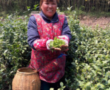 happy woman picking tea for Guzhu Zisun (Purple Bamboo Shoot) Chinese green tea.