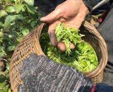 A hand holding Guzhu Zisun freshly hand-picked Purple Bamboo Shoot leaves, fingers stained black from leaves juice during plucking.