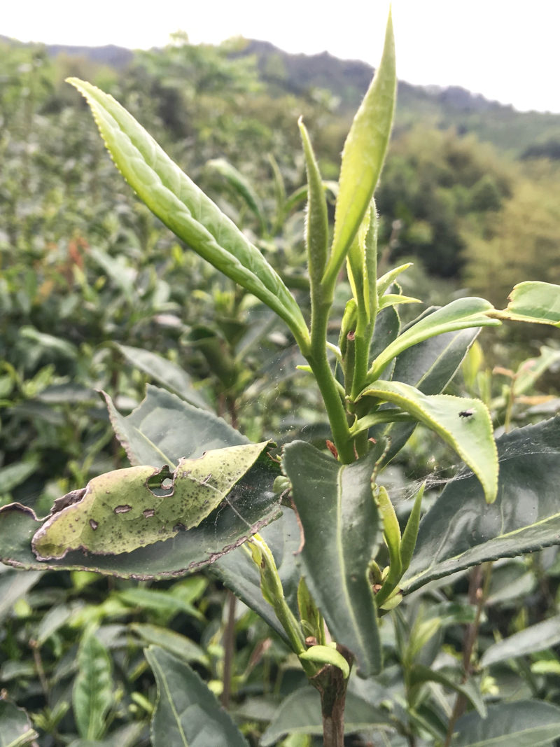 Close up of young tea leaves on a Dabai cultivar white tea bush.